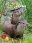 Preview: Entdecke die Otter